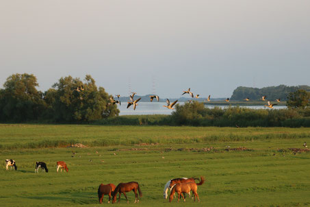 Beliebter Sommerrastplatz von Graugänsen bei Kollmar an der Elbe