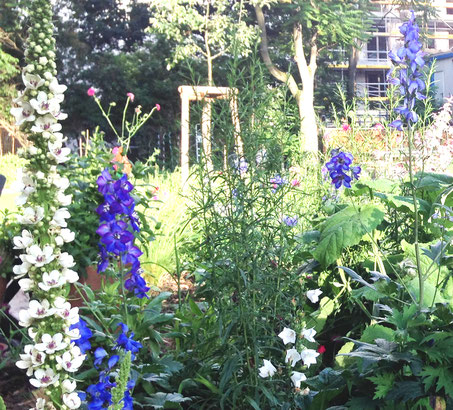 Verbascum nigrum 'Album' mit Delphinium x elatum 'Finsteraarhorn'  und Campanula  persicifolia 'Grandiflora Alba'