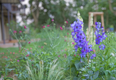 Delphinium x elatum 'Finsteraarhorn' mit Knautia macedonica  und Stipa tenuissima