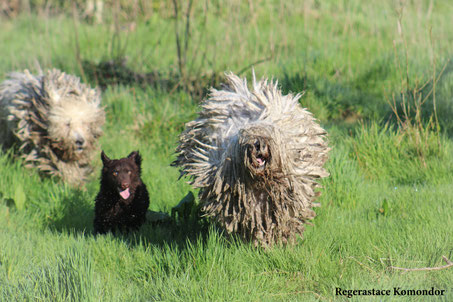 Komondor, Rasta with Mudi, Red. Quinn behind.