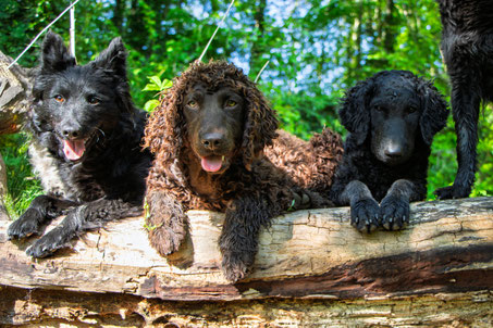 Left to right: Mudi, Tease. Irish Water Spaniel, Ripple. Curly Coated Retriever, Stamp.