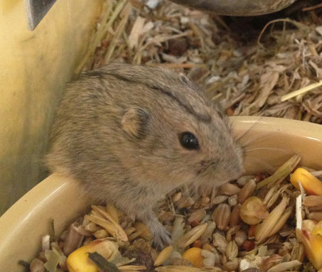 Steppenlemming (Lagurus lagurus)