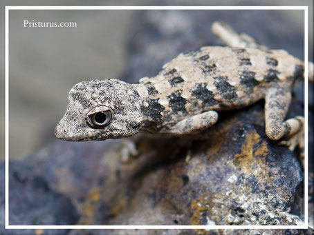 Pristurus carteri - " Dhofar "