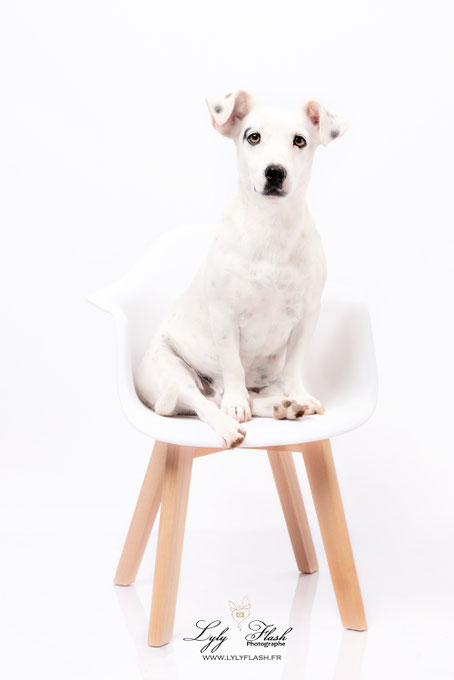 photo portrait de jack russel par photographe animalier