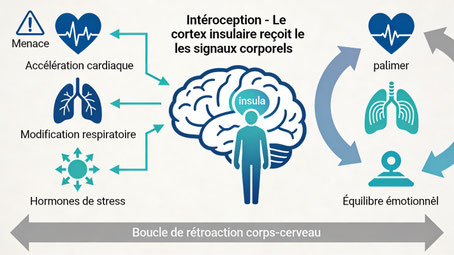 Le cerveau utilise les signaux corporels pour réguler la peur