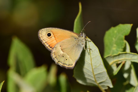 C. fettigii inframaculata, mâle, Djebel Tisirene, Rif occidental, 2018, ©Frédérique Courtin-Tarrier  