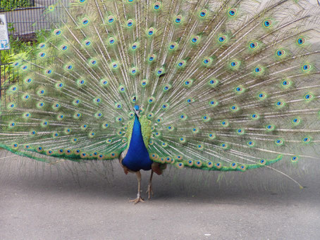 Ein Pfau mit aufgerichtetem Federschmuck, soll Schönheit, Standfestigkeit, Selbstbewusstseinund Kaft darstellen