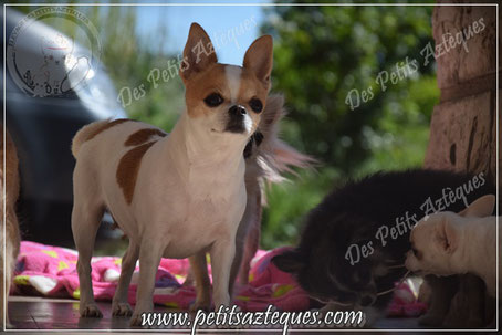 Chihuahua à vendre