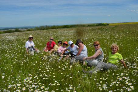 Autres fleurs couchées sur l'herbe et les paquerettes "géantes"