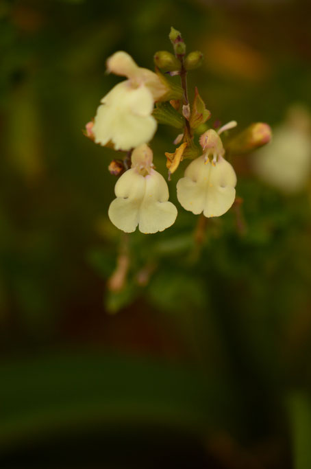 small sunny garden, desert garden, amy myers, photography, garden bloggers bloom day, gbbd, december, winter flowers, salvia, greggi, autumn sage