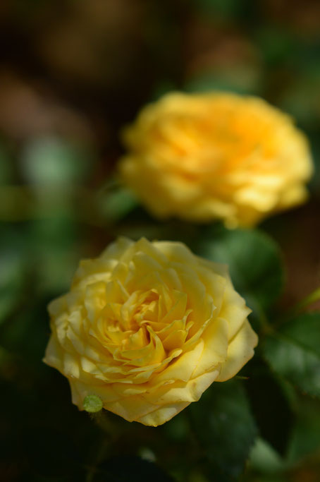yellow miniature rose