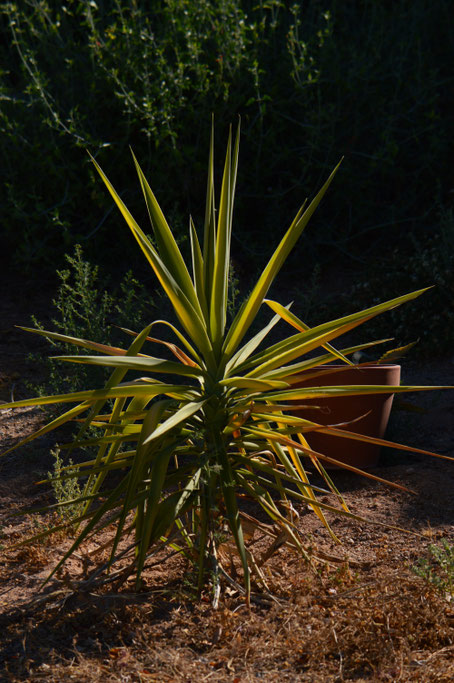 small sunny garden, desert garden, amy myers, photography, garden photography, garden blog, yucca