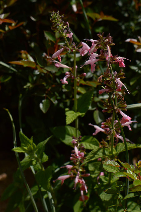small sunny garden, desert garden, amy myers, photography, south border, tuesday view, words and herbs, salvia, summer jewels
