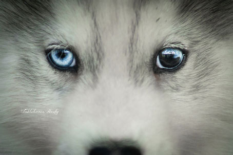 chiot husky yeux bleus gris loup