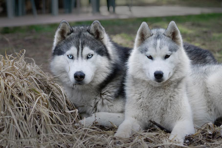 husky blanc noir loup chien elevage