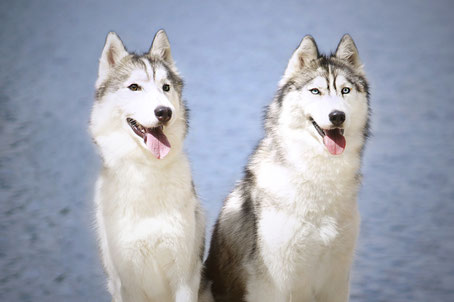 husky chien loup bleus poils longs