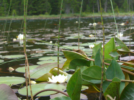 Der Schwarze See am Reschenpass bei Nauders im Vinschgau. Seerosenblüte im Juli