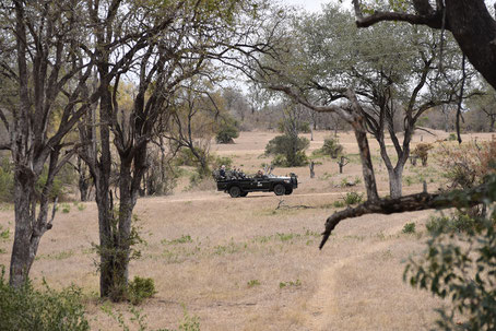 safari-sabi-sand