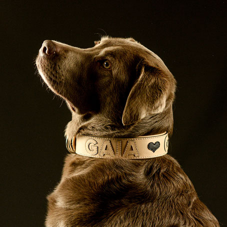 Personalisiertes Hundehalsband aus Leder in Biscuit.