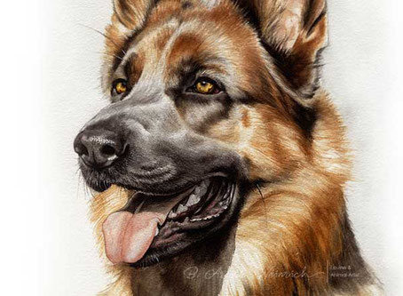 Hund Aquarell Portrait nach Foto malen lassen - Deutscher Schäferhund