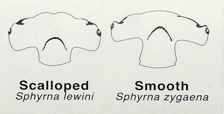 Ausschnitt aus Hammerhead shark diagram from « The Dive Spots of Western Australia »© Johan Boshoff