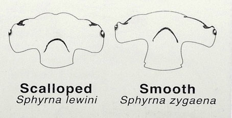 Ausschnitt aus Hammerhead shark diagram from « The Dive Spots of Western Australia » - Bild: Johan Boshoff