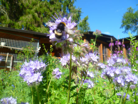 Helags Husky, Erdhummel in unserem Garten