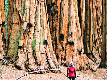 Nationalparks USA Westen Sehenswürdigkeiten: Sequoia Nationalpark
