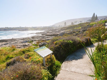 Hermanus Sehenswürdigkeiten & Geheimtipps: Wandern auf dem Cliff Path