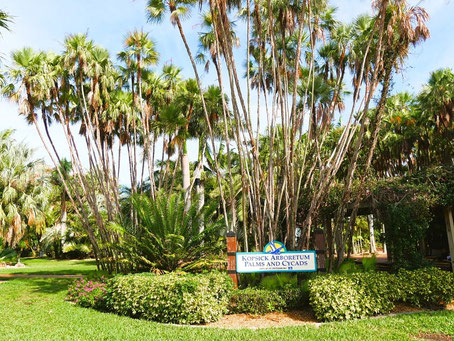 St. Petersburg Florida Sehenswürdigkeiten: Gizella Kopsick Palm Arboretum