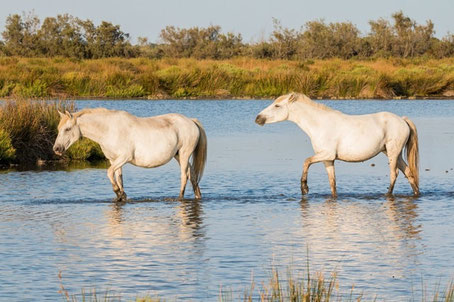 Camargue Sehenswürdigkeiten: Wildpferde in der Camargue
