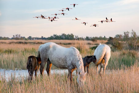 Camargue Sehenswürdigkeiten: Wildpferde in der Camargue