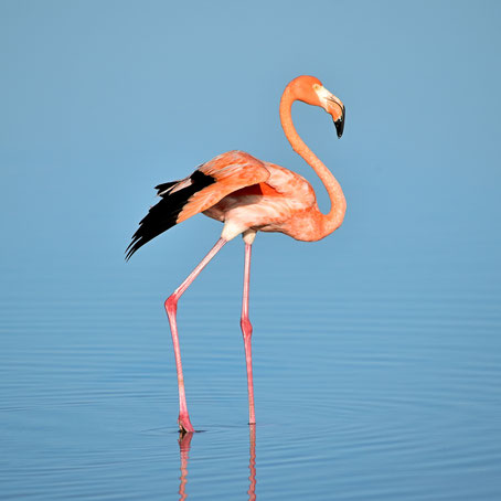 Fort Lauderdale Sehenswürdigkeiten: Flamingo - Wahrzeichen Floridas