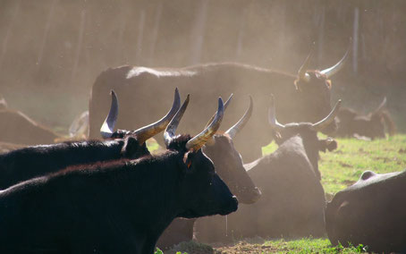 Camargue Sehenswürdigkeiten: Schwarze Stiere in der Camargue