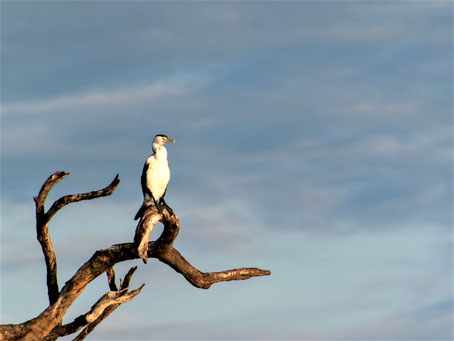 Kakadu National Park Sehenswürdigkeiten: Paradies für Vogelkundler