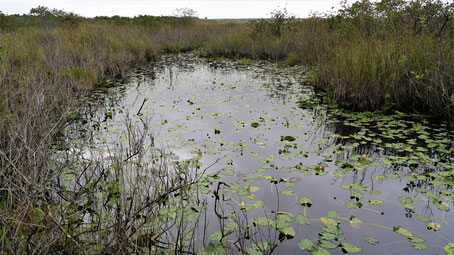 Fort Myers Sehenswürdigkeiten: SIx Mile Cypress Slough Preserve