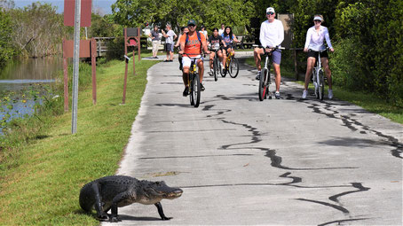 Florida Sehenswürdigkeiten: Ich bremse auch für Alligatoren...