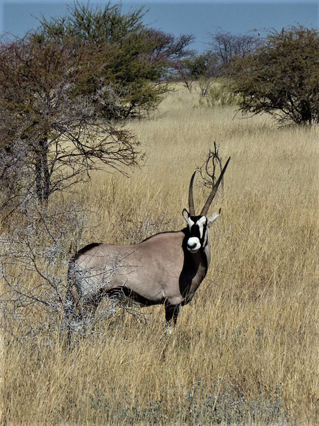 Windhoek Sehenswürdigkeiten: Daan Viljoen Game Reserve