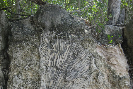 Florida Keys Sehenswürdigkeiten: Fossilien aus Steinkorallen
