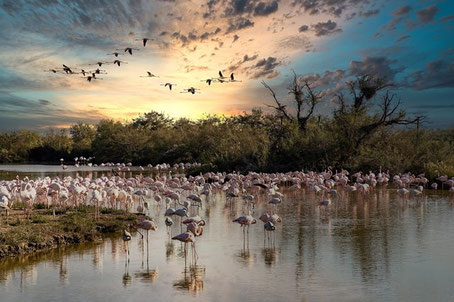 Camargue Sehenswürdigkeiten: Sonnenuntergang im Ornithologischen Park