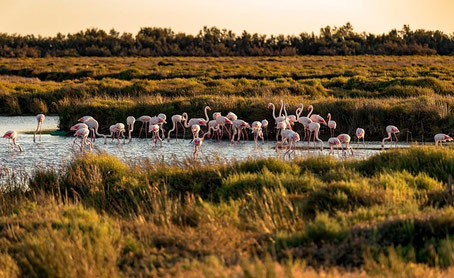 Camargue Sehenswürdigkeiten: Sonnenuntergang im Ornithologischen Park
