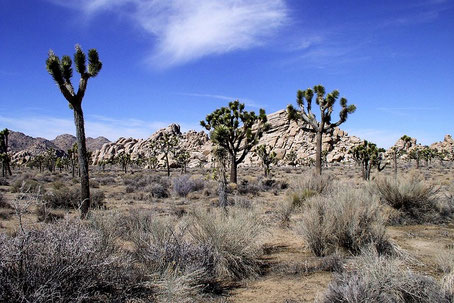 Nationalparks USA Westen Sehenswürdigkeiten: Joshua Tree National Park