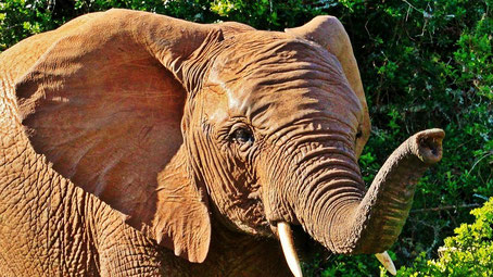 Garden Route Safari Lodge Empfehlungen: Big 5 - Elefant