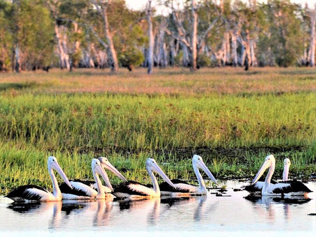 Kakadu National Park Tour: Pelikane in den Wetlands