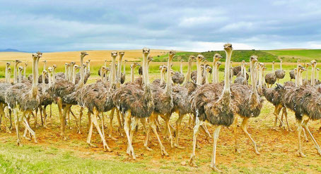 Südafrika Garden Route Sehenswürdigkeiten: Straußenfarm in Oudtshoorn