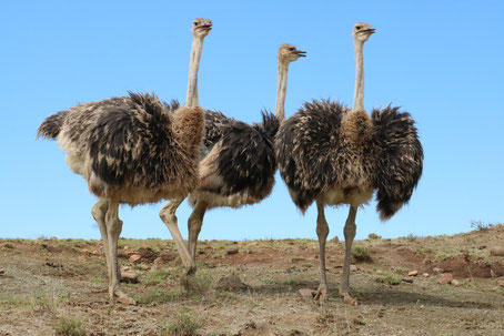 Südafrika Garden Route Sehenswürdigkeiten: Straußenfarm in Oudtshoorn