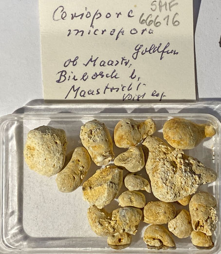 Senckenberg, Bryozoa, Bryozoen, Moostierchen, Sammlung Voigt