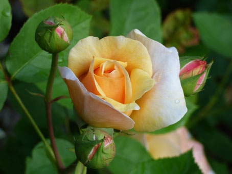 Rose aufblühen