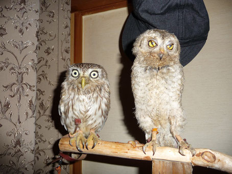 コキンメフクロウのヒナとサバクコノハズクのヒナのツーショット