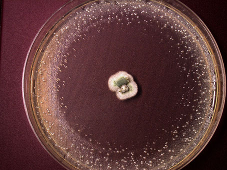 Petrischale zur Züchtung von Bakterien. Der in der Mitte wachsende Schimmelpilz hemmt das Wachstum der Bakterienkolonien (weisse Pünktchen) im Umkreis. Bildquelle:  Tom Volk - University of Wisconsin, La Crosse 